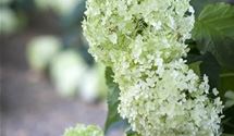 Hortensie