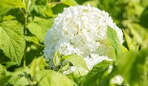 Hortensie