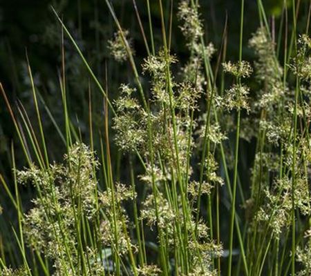 Juncus effesus