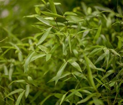 Phyllostachys aureosulcata Phyllostachys aureosulcata