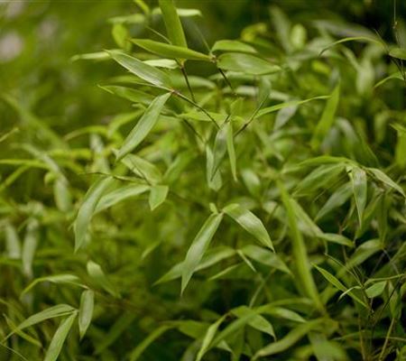 Phyllostachys aureosulcata Phyllostachys aureosulcata