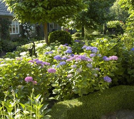 Bäume und Sträucher im Frühjahr – es müssen nicht immer Blumen sein Bäume und Sträucher im Frühjahr – es müssen nicht immer Blumen sein