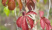 Wilder Wein
