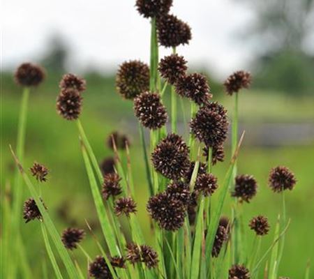 Juncus ensifolius
