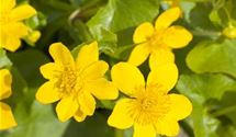 Sumpfdotterblume
