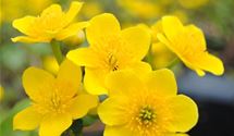 Sumpfdotterblume