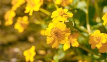 Sumpfdotterblume