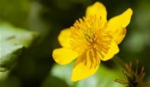 Sumpfdotterblume