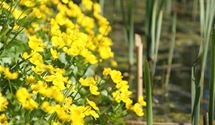Sumpfdotterblume