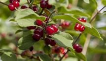Rote Heckenkirsche