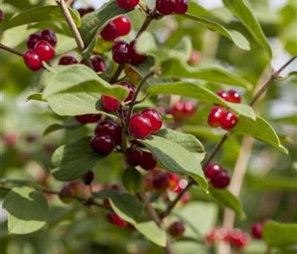 Lonicera xylosteum Lonicera xylosteum