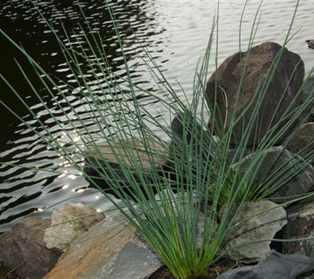 Juncus inflexus