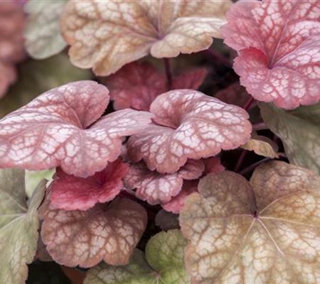 Das Purpurglöckchen – eine Kämpfernatur im Staudenbeet