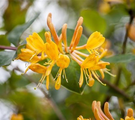 Lonicera tellmanniana (x)