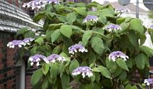 Hortensie