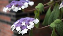 Hortensie