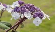 Hortensie