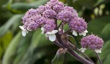 Hortensie