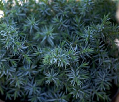 Juniperus chinensis 'Blue Alps' Juniperus chinensis 'Blue Alps'