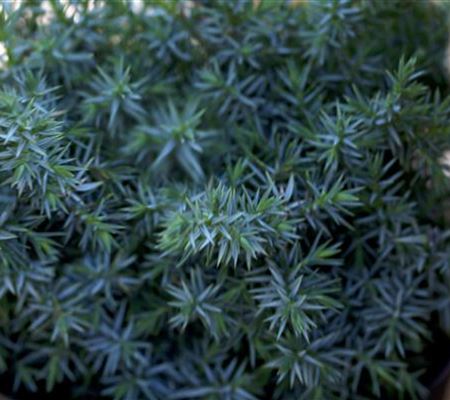 Juniperus chinensis 'Blue Alps' Juniperus chinensis 'Blue Alps'