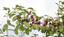 Rote Heckenkirsche