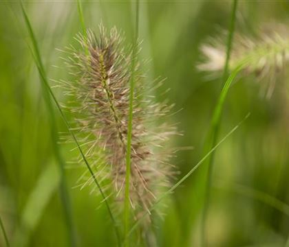 Pennisetum alopecuroides 'Little Bunny' Pennisetum alopecuroides 'Little Bunny'