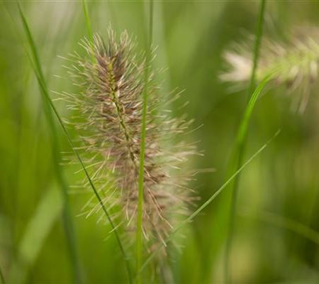 Pennisetum alopecuroides 'Little Bunny' Pennisetum alopecuroides 'Little Bunny'