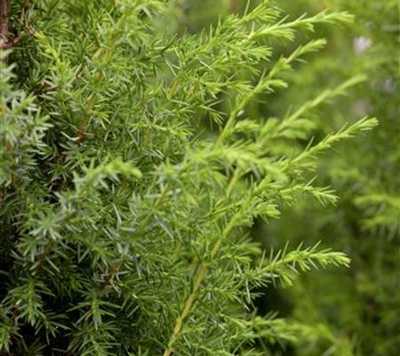 Juniperus communis 'Bruns' Juniperus communis 'Bruns'
