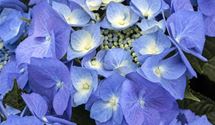 Hortensie