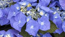 Hortensie