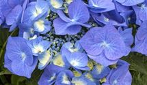 Hortensie