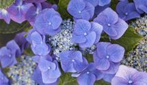 Hortensie