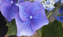 Hortensie