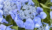 Hortensie
