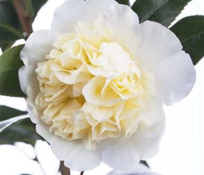 Camellia japonica weiss Camellia japonica weiss