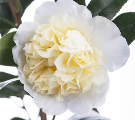 Camellia japonica weiss Camellia japonica weiss