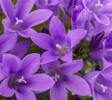 Die Glockenblume als perfekter Nachbar im Garten