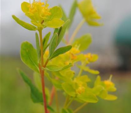 Euphorbia palustris Euphorbia palustris
