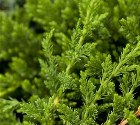 Juniperus horizontalis 'Prince of Wales' Juniperus horizontalis 'Prince of Wales'