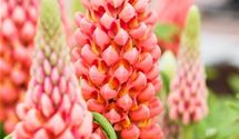 Lupine
