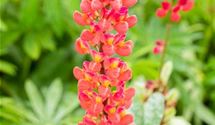 Lupine