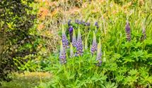 Lupine