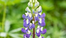 Lupine