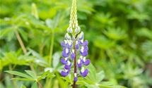 Lupine