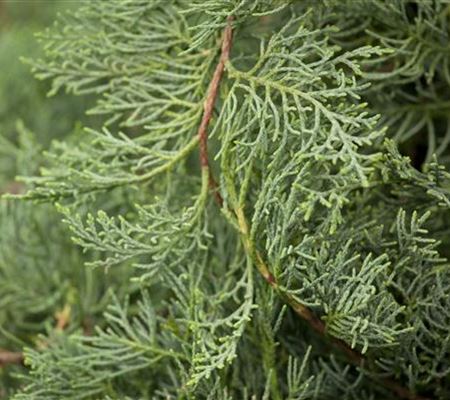 Juniperus virginiana 'Grey Owl' Juniperus virginiana 'Grey Owl'