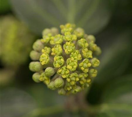Hedera hibernica 'Arbori Compact' Hedera hibernica 'Arbori Compact'