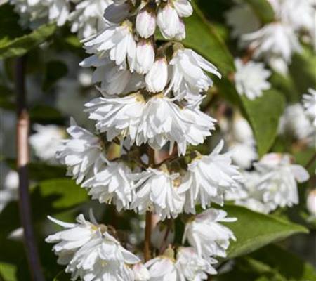 Deutzia magnifica (x)