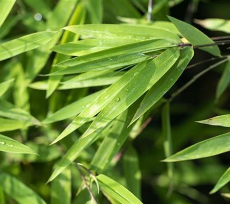 Fargesia nitida 'Black Pearl'