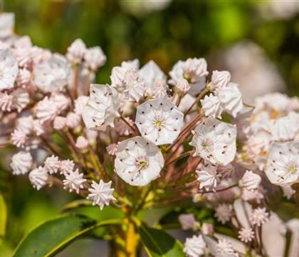 Kalmia latifolia 'Elf' Kalmia latifolia 'Elf'