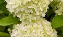Rispen-Hortensie